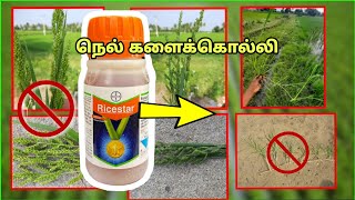 Ricestar களைக்கொல்லி  FENOXAPROPPETHYL 67�  Bayer Ricestar  Paddy Herbicide  tamilagrotech [upl. by Avahc614]