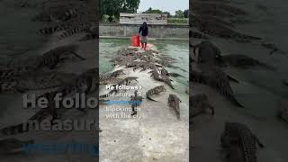 Farmer feeds crate of fresh meat to over 10000 crocodiles Shorts [upl. by Stranger]