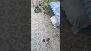 House owners gardenlo curry leaves curryleaves ytshorts viralvideo garden [upl. by Jaquith]