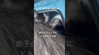 リュックに入りたがる母親子猫母猫ノルウェージャンフォレストキャット [upl. by Aicena444]