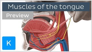 Muscles of the tongue preview  Human Anatomy  Kenhub [upl. by Elledoj]