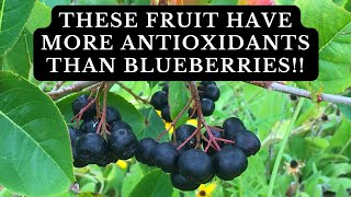 Why You Should Plant a Black Chokeberry Bush  Benefits and Planting Tips [upl. by Laurence847]