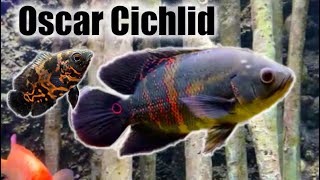 Oscar Cichlid  Care Guide amp Species Profile [upl. by Firooc257]