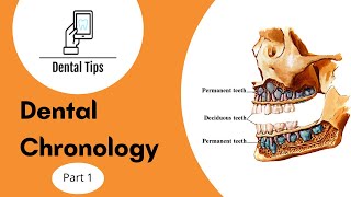 Dental Chronology Part 1 [upl. by Divine]