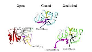 Dihydrofolate reductase DHFR [upl. by Ciaphus342]