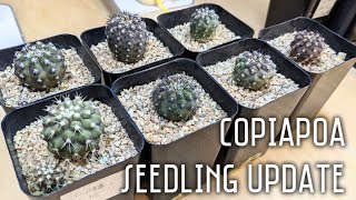 Copiapoa calderana lembckei amp Copiapoa haseltoniana cactus seedling update  One year birthday [upl. by Budwig]