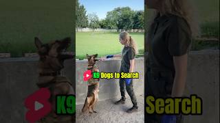 K9 🔎 Trainingdog dog k9trainer belgianmalinoisdog k9 pets belgiummalinois [upl. by Ilamad505]