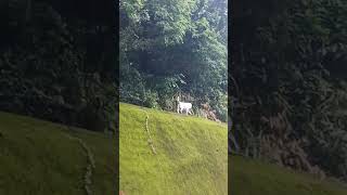 WALKING DOG AT TOP OF THE HILL lenlineofwvlog0601 [upl. by Wester]