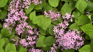 Syringa Bloomerang® Dark Purple [upl. by Luthanen]