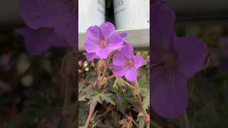 Proven Winners®️’Boom Chocolatta’Hardy Geranium Cranesbill garden gardening shorts [upl. by Senga]