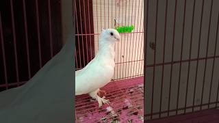 White Satinette pigeon pigeon fancypigeon birds birdslover shorts shortvideo viralshorts [upl. by Ysac]