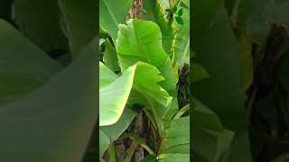 Erwinia rot in banana agriculture farming agriculturefarming banana farmer viral shortvideo [upl. by Robinett]