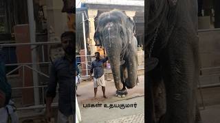 Deivanai Elephant with பாகன் உதயகுமார் tiruchendurtemple tiruchendur deivanaielephant rip [upl. by Sinnel3]