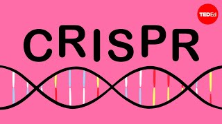 How CRISPR lets you edit DNA  Andrea M Henle [upl. by Keldah]