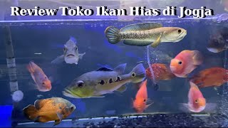 Review Toko Ikan Hias Jogja‼️Ada Orinoco Bagus‼️ Auranti Jumbo‼️ [upl. by Burgener]