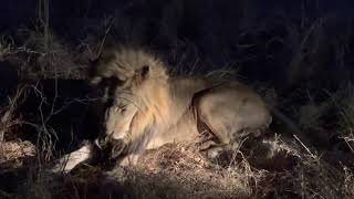 Lion Roar  Extremely Close up in the Sabi Sands [upl. by Ezechiel579]