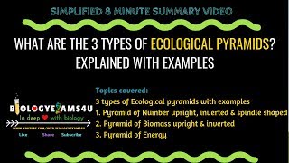 What are the 3 types of Ecological Pyramids Explained with example [upl. by Keen]