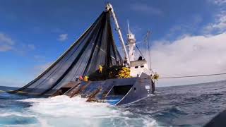 Asombroso barco moderno con las técnicas de pesca mas avanzadas captura de atún en mar abierto [upl. by Trust]