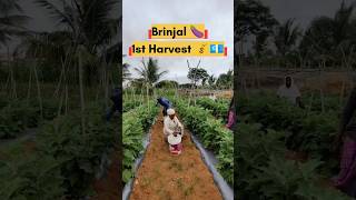 Brinjal first Harvest 🍆🤑💰 agriculture farming farmer brinjal crops FarmFactsTamil 🌾🌾🌾 [upl. by Aloek]