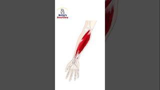 36 ForearmAnterior anatomy drawing illustration art muscles forearms finger flexor [upl. by Ymor]