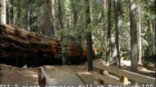 2 Giant Sequoias Fall at Trail of 100 Giants [upl. by Aicyle460]