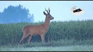 Roebuck hunting in mai  best moments compilation 2020 [upl. by Fransisco420]