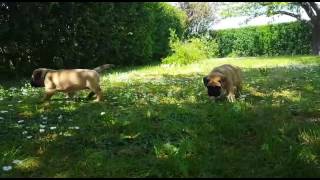 Bullmastiff puppies 6 weeks old [upl. by Ahcsropal]