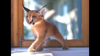 Cutest Baby Caracal Compilation [upl. by Airemahs]