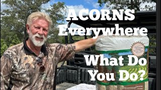 Deer Attractant ACORNS Everywhere WHAT DO YOU DO [upl. by Jesus]