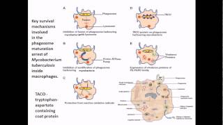 Mycobacterium tuberculosis infection and diseases [upl. by Raseac]