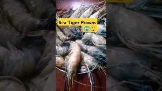 Sea Tiger Prawns  shorts bihari parumixkitchen [upl. by Refinne]