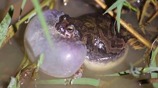 Anfíbios vocalizando  amphibians vocalizing [upl. by Lorry]