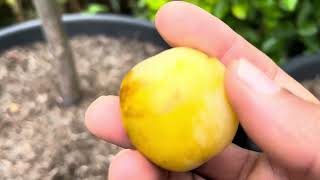 Greengage ReineClaude Oullins  July update and taste test [upl. by Grossman]