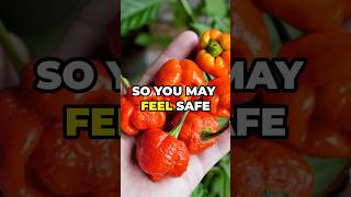 Top 6 Hottest Peppers in the World That Will Melt Your Tastebuds [upl. by Nare]