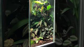 Ranitomeya imitator Varadero Terrarium [upl. by Calie416]