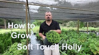 How to grow Soft Touch Holly with detailed description [upl. by Namruht]