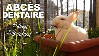 Abcès dentaire de mon lapin Giada  Récidives  Thérapie laser [upl. by Nyleuqcaj]