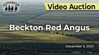 Beckton Red Angus [upl. by Celio]