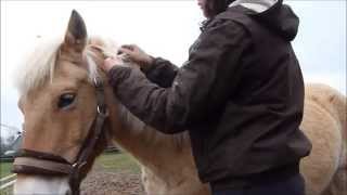 Tuto 11 Tresser la crinière  crin  de sont cheval ou poney  coiffure  horse pony [upl. by Brianna]