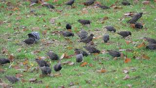 Starlings feeding [upl. by Sutelc]