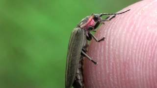 Ellychnia Fireflies Lampyridae Ellychnia corrusca Mating [upl. by Aneehta415]