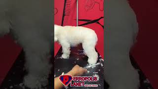 Peluqueria canina en un minuto [upl. by Siuqaj]