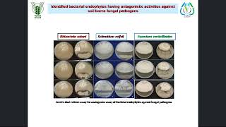 Endophytes for plant growth promotion [upl. by Adlee]