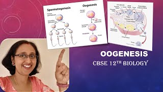 OogenesisPrimaryOocyteAntrumZonapellucidaGraffianFollicleSecondaryOocyteCBSE12thBiology [upl. by Ayanahs]