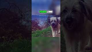 Meet the Pyrenean Shepherd  A Dog With Ancient History [upl. by Aehsat]