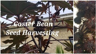 Caster Bean Plant Seeds Harvesting  Ricinus Plant Seed Collection [upl. by Cung]