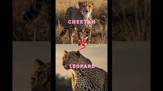 The Surprising Truth About Cheetah and Leopard Battles [upl. by Nrobyalc624]