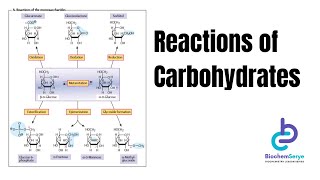 Reactions of Carbohydrates  Chemistry of Carbohydrates  BiochemSerye [upl. by Matthaeus]