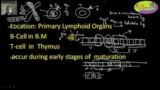 Immunology VDJ Recombination Somatic Recombination Antibody Diversity Part1 [upl. by Felisha146]