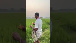 Kati bihu 🌱 nature bihu youtubeshorts love [upl. by Bonaparte625]